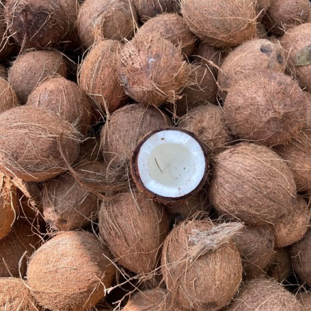 Dry semi-husked coconuts