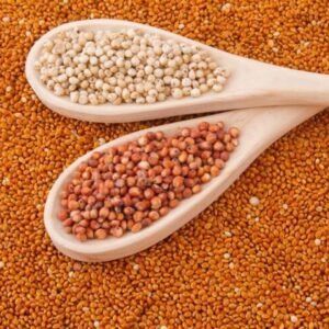 Sorghum (Red & White)