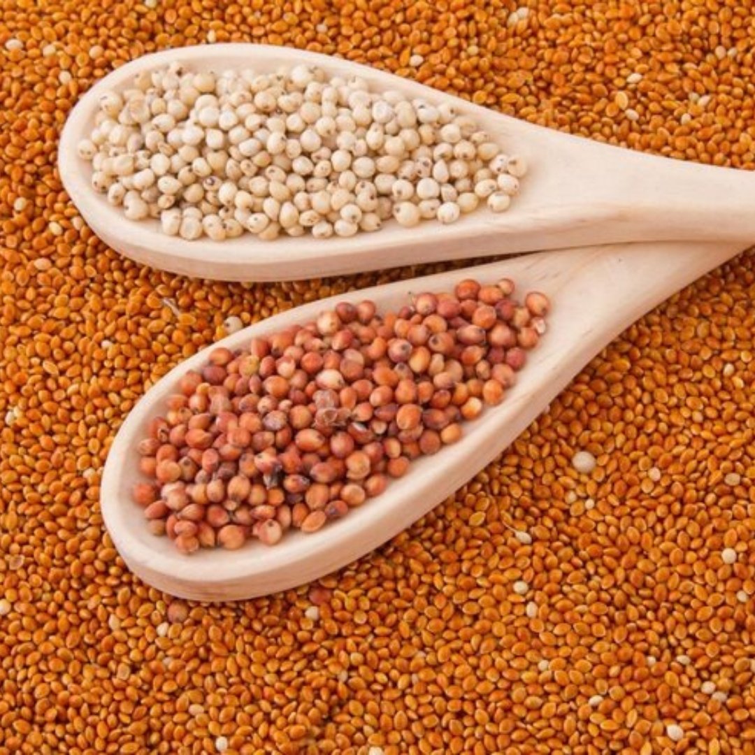 Sorghum (Red & White)
