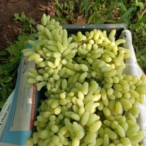 Grapes