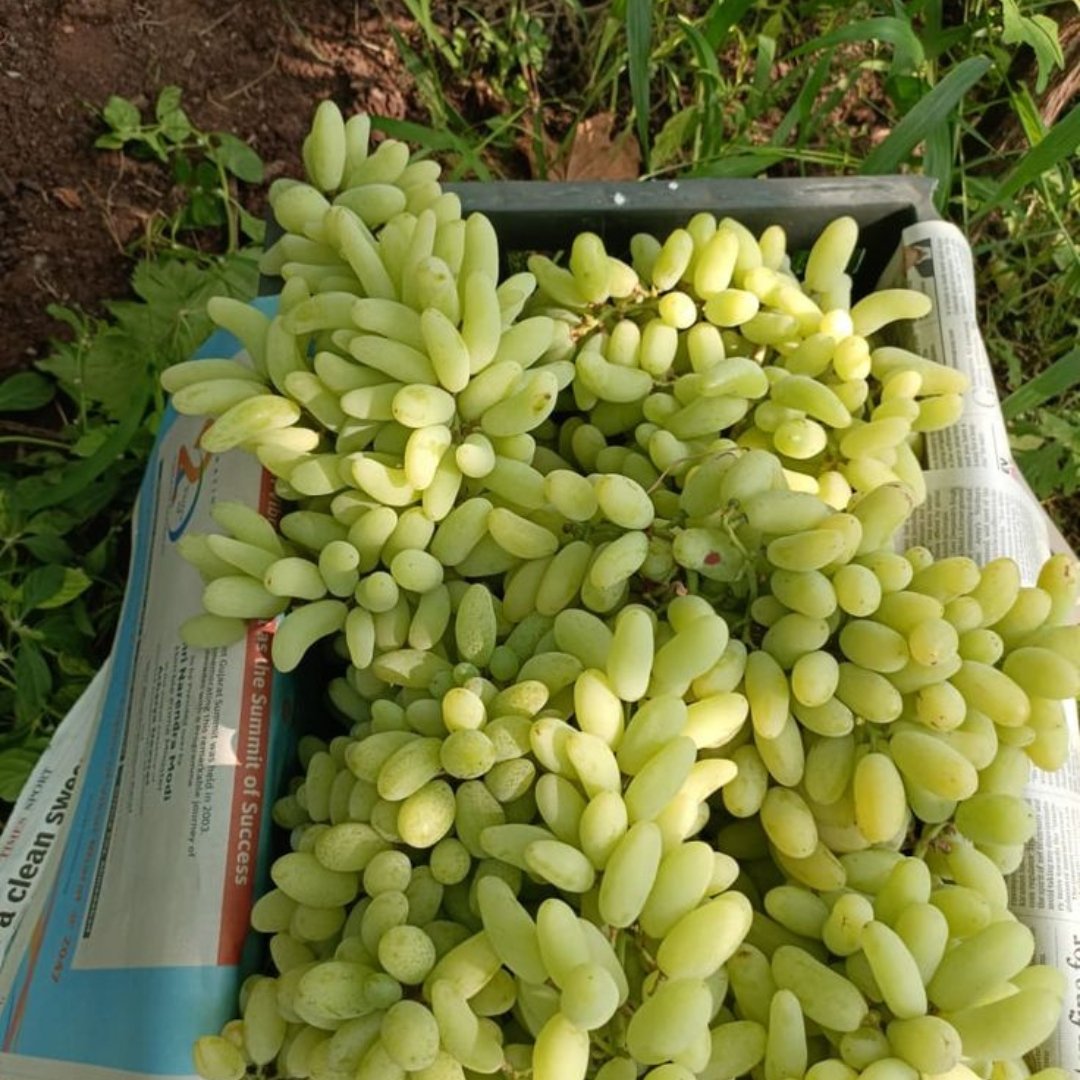 Grapes