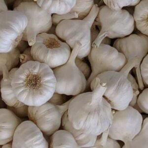 Garlic